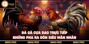 Đá Gà Cựa Dao Trực Tiếp Những Pha Ra Đòn Siêu Mãn Nhãn